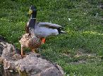 Garden Ducks 2021