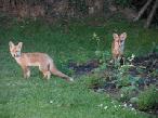 Garden Wildlife and Fox Cubs 2012