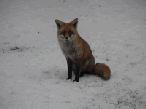 Garden Wildlife and Foxes 2013